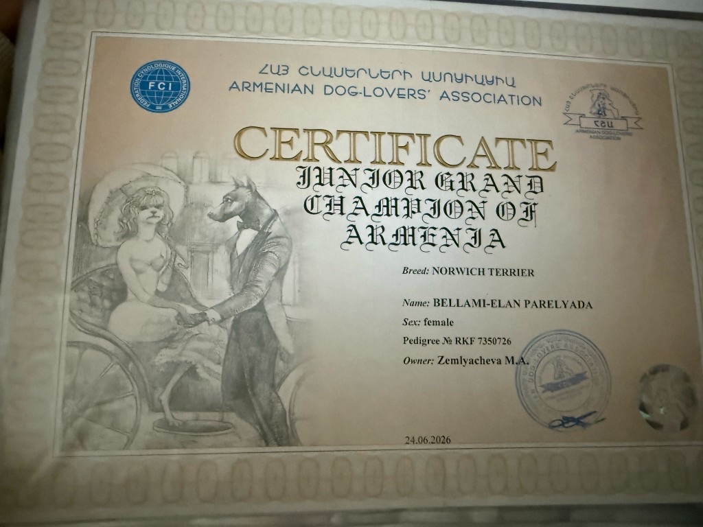 Юный гранд чемпион Армении